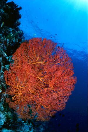 Gorgonia. This big fan is one of many gorgonia and other ... by Arthur Telle Thiemann 