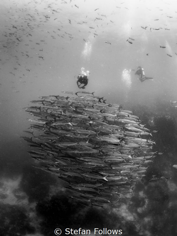 On top of the World! Chevron Barracuda - Sphyraena qenie.... by Stefan Follows 