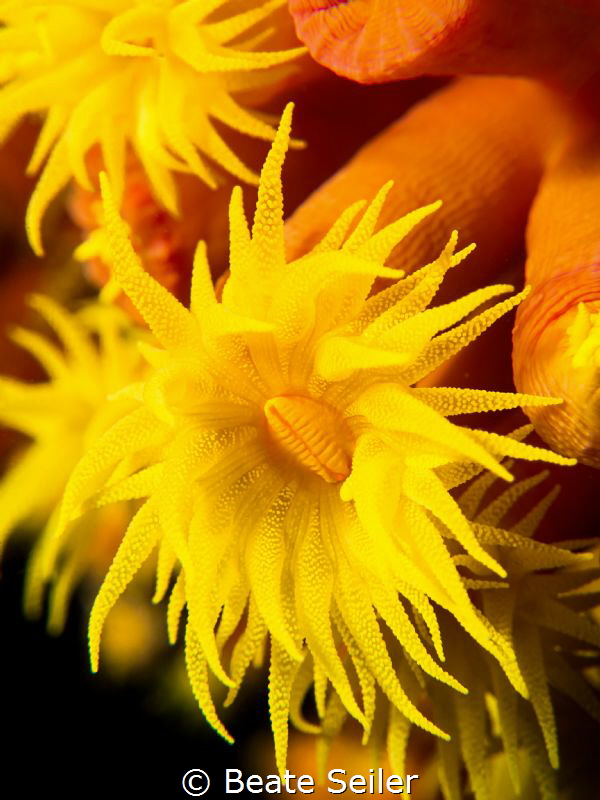 Flower power by Beate Seiler 