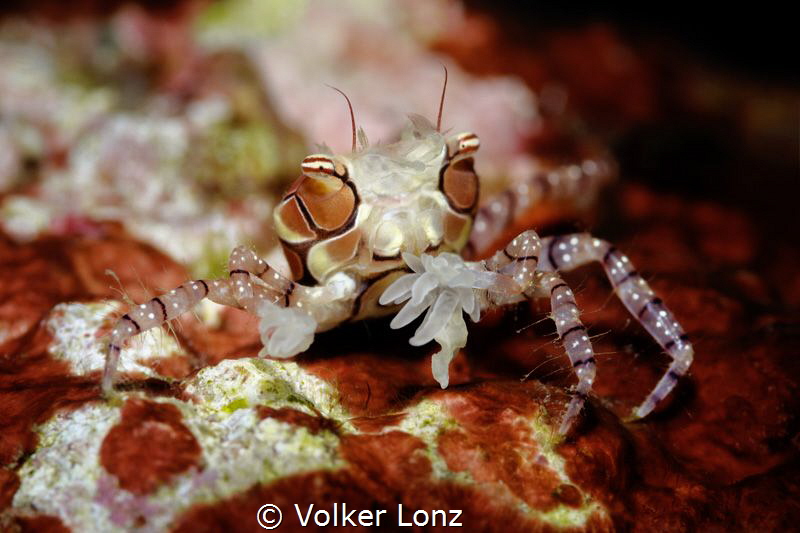 Boxercrab by Volker Lonz 