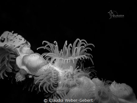 say hello to the world....... 
Macro of a tiny white ane... by Claudia Weber-Gebert 