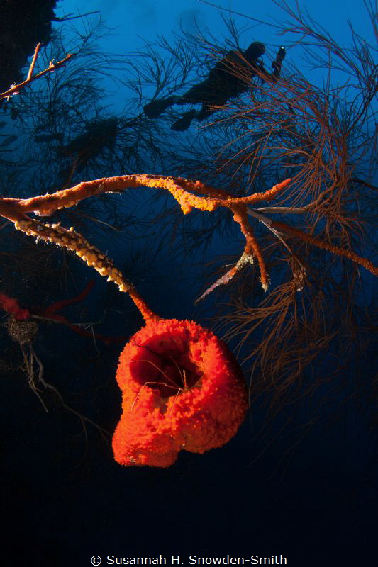 "The Beehive"

A sponge hangs out from a steep wall as ... by Susannah H. Snowden-Smith 