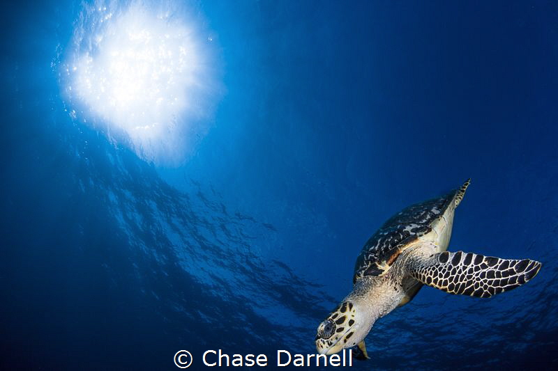 "Glide"
A Hawksbill descends after catching a couple bre... by Chase Darnell 