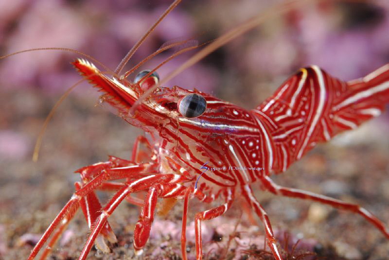 Dancing Shrimp aka Camel shrimp by Suzan Meldonian 
