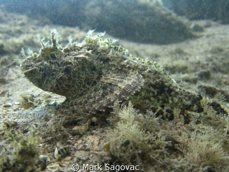 Scorpion Fish
Blue Heron Bridge
 by Mark Sagovac 