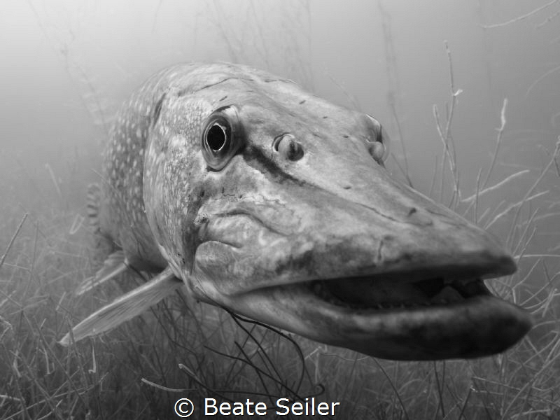 Northern pike S/W by Beate Seiler 