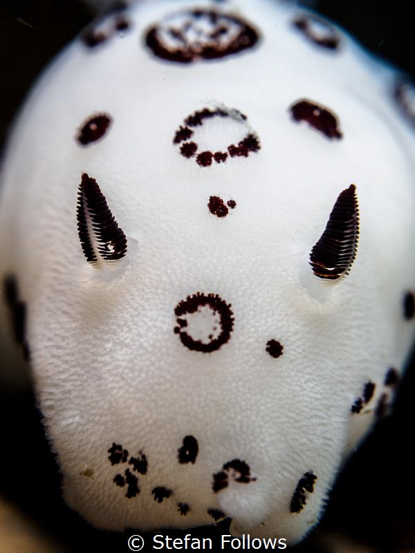 Raging Bull ... ! Nudibranch - Jorunna funebris. Koh Ma, ... by Stefan Follows 