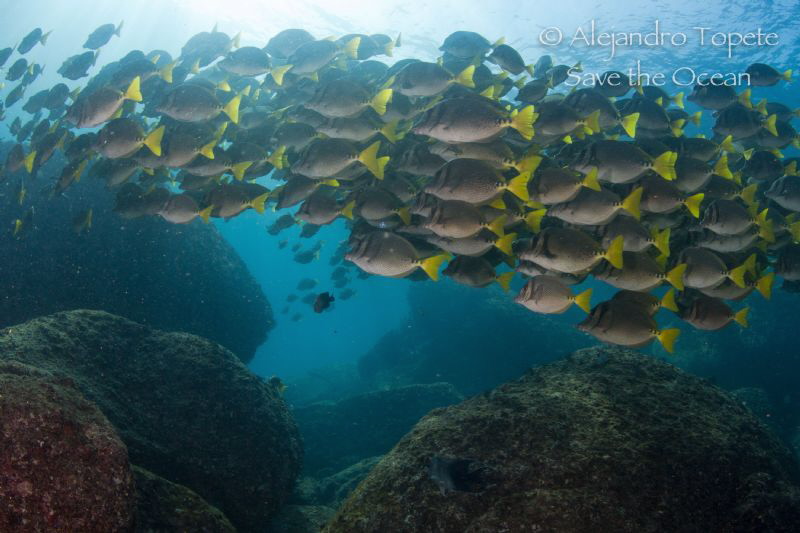 School of Surgeons, Acapulco Mexico by Alejandro Topete 
