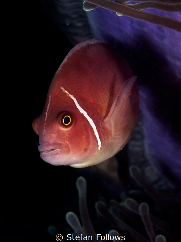 Heart of Darkness. Pink Anemonefish - Amphiprion peridera... by Stefan Follows 