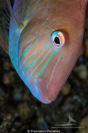 [:b:]Smile[:/b:]
Xyrichtys novacula by Francesco Pacienza 