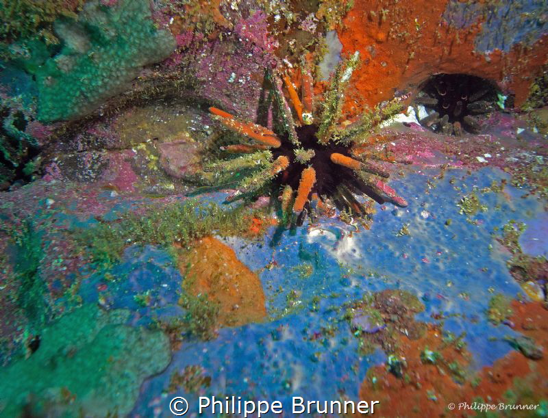 Colors pallet for this pencil urchin.
Galapagos. by Philippe Brunner 