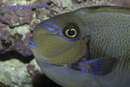 I know this fish as a Philippine Tang. by Patrick Reardon 