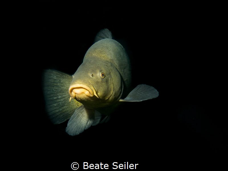 Tench by Beate Seiler 