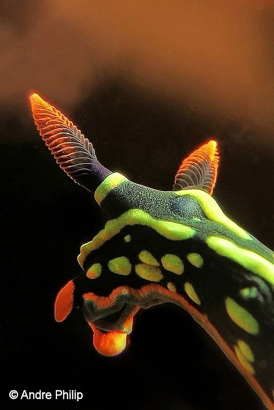 "Details of a Beauty" - Nembrotha Kubaryana Nudibranch
K... by Andre Philip 