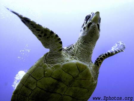 For anyone curious, this hawksbill was denied permission ... by Zaid Fadul 
