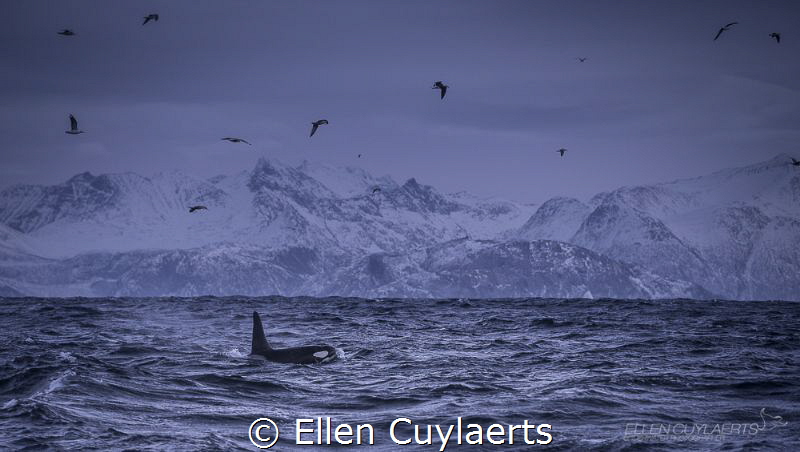 Looking for orcas on icy Norwegian days between the fjords. by Ellen Cuylaerts 