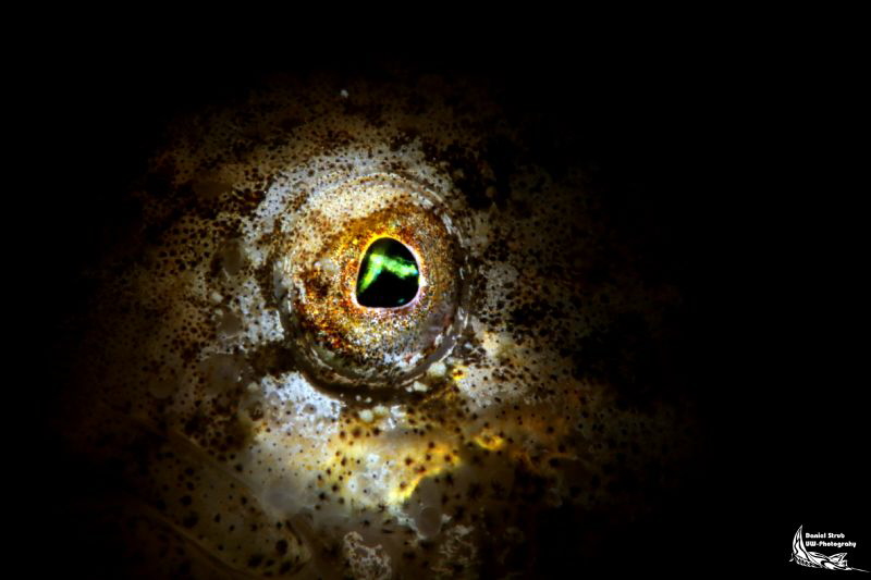 Snoot :-D by Daniel Strub 