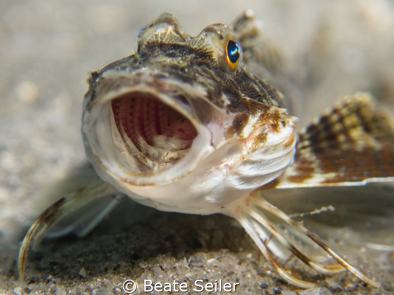 Say ahhhh! by Beate Seiler 