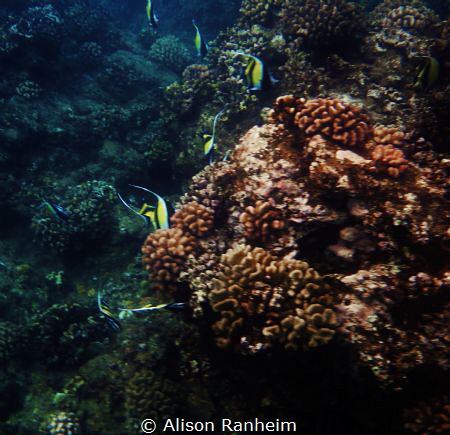 Angels Among Us by Alison Ranheim 