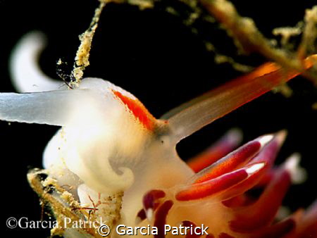 CRATENA PEREGRINA by Garcia Patrick 