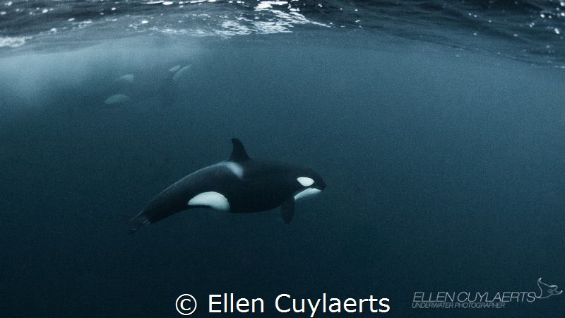 Very challenging to get in the water with orcas in the wi... by Ellen Cuylaerts 