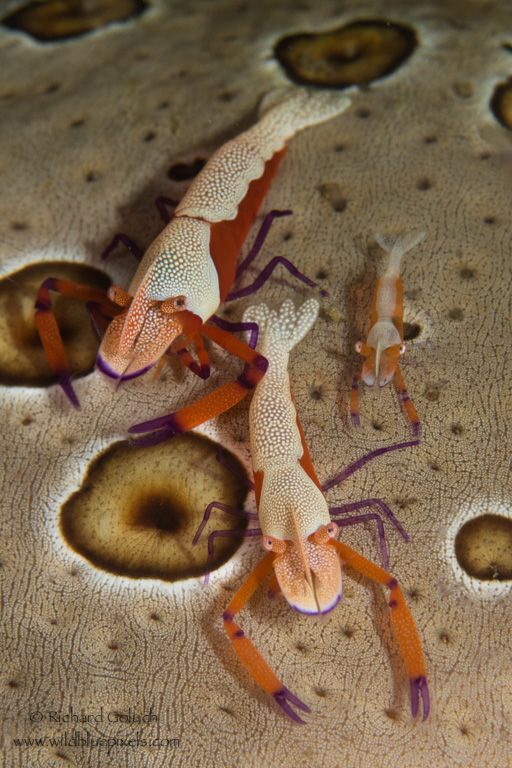 Emperor Shrimp family-Anilao Phillippines by Richard Goluch 
