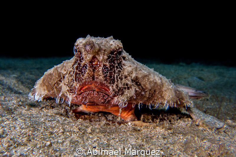 Batfish by Abimael Márquez 