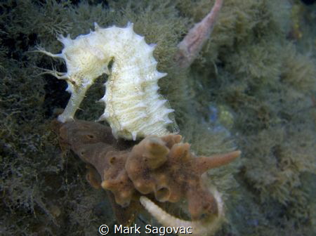 Longnose
Longnose Seahorse at the bridge today. by Mark Sagovac 