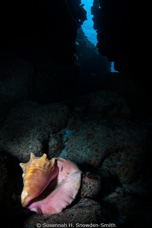 "Illumination" - There are lots of beautiful swim through... by Susannah H. Snowden-Smith 