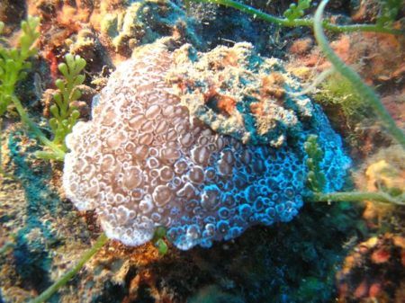 Sea slug by Hakan Taslicay 
