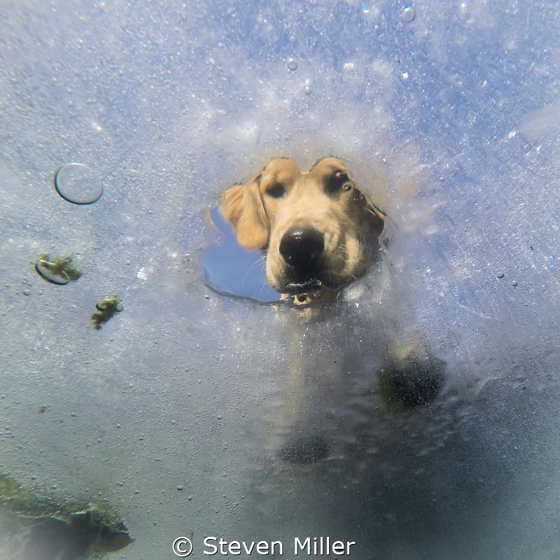 I dropped my ball by Steven Miller 