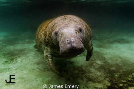 Manatee, Crystal River, FL
Canon 7D, Tokina 10-17mm, Nau... by James Emery 