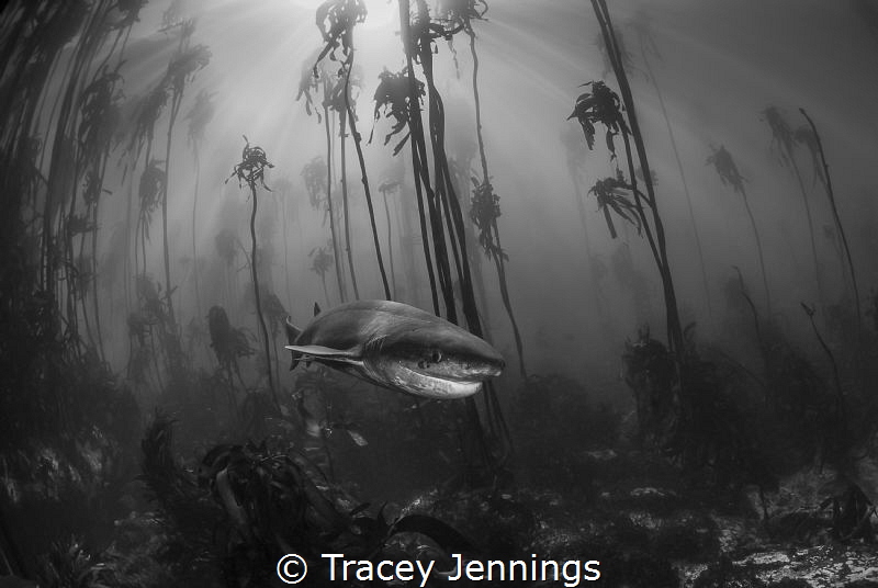 Dreamscape by Tracey Jennings 