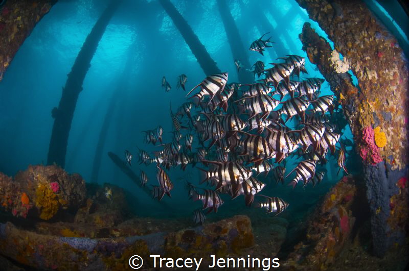 Under the jetty by Tracey Jennings 