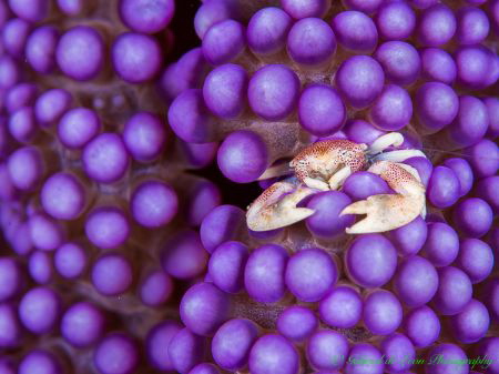 Purple Passion by Gabriel De Leon Jr 