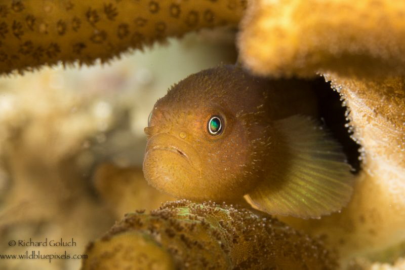 Redhead Coral Goby-Anilao Phillippines by Richard Goluch 