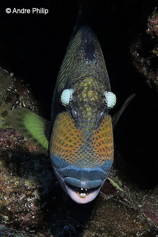 "Large eyeballs and big teeth - The Giant Triggerfish (Ba... by Andre Philip 