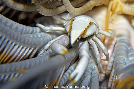 feather star squat lobster
NIKON D7000 in a Seacam "Prel... by Thomas Bannenberg 