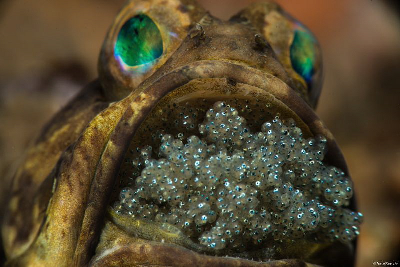 This guy was not camera shy and seemed to actually enjoy ... by John Roach 