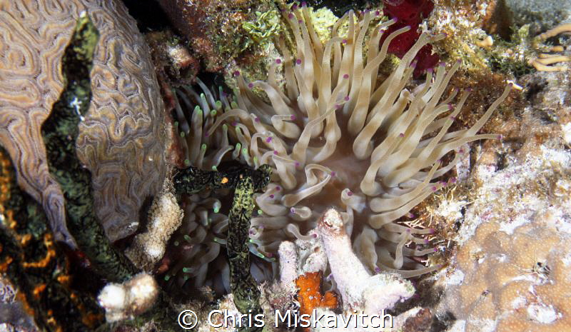 Green tips and purple tips...looks like they need a hair ... by Chris Miskavitch 