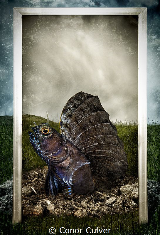 "This Is My Home" part of my Underwater Surrealism series... by Conor Culver 