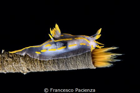 [:b:]Walking on spitfire[:/b:]
Polycera quadrilineata by Francesco Pacienza 
