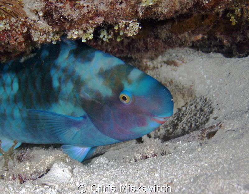 Is this my good side?? by Chris Miskavitch 