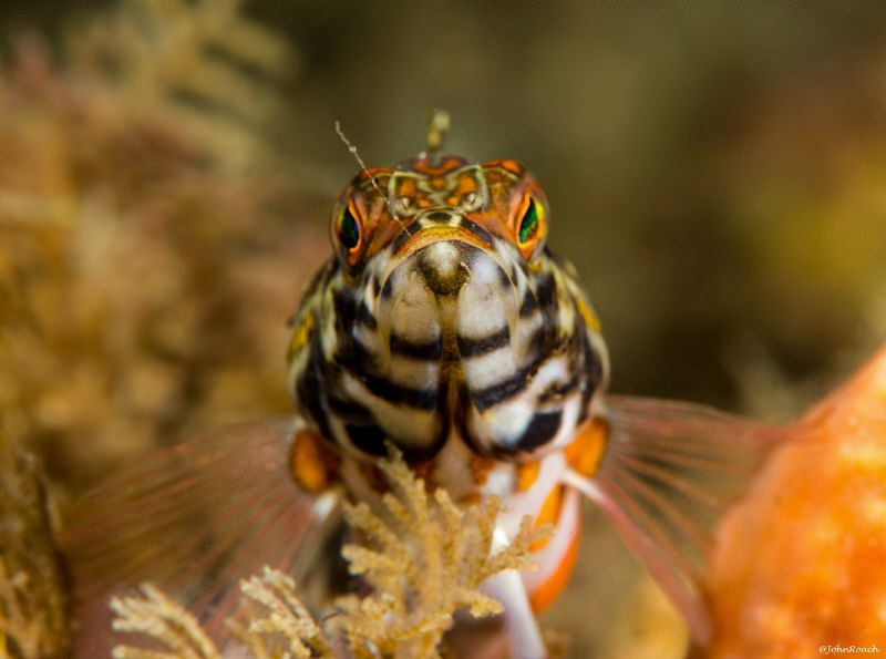 Lantern Bass at the Blue Heron Bridge   Serranus baldwini by John Roach 