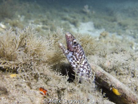 Little Eel

Juvenile Spotted Moray Eel
BHB by Mark Sagovac 