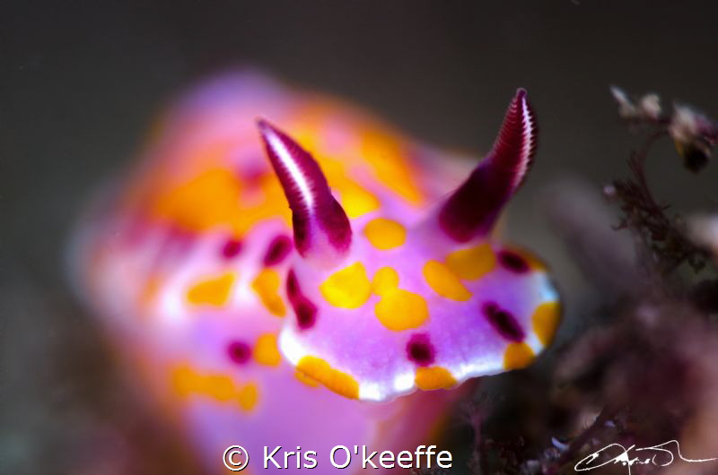 Sweet Ceratosoma - Ceratosoma amoenum
 by Kris O'keeffe 