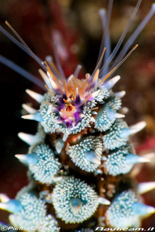 Details of Martasterias sea star by Pietro Cremone 