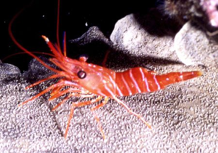 Shrimp- Gosh these suckers are fast! by David Spiel 