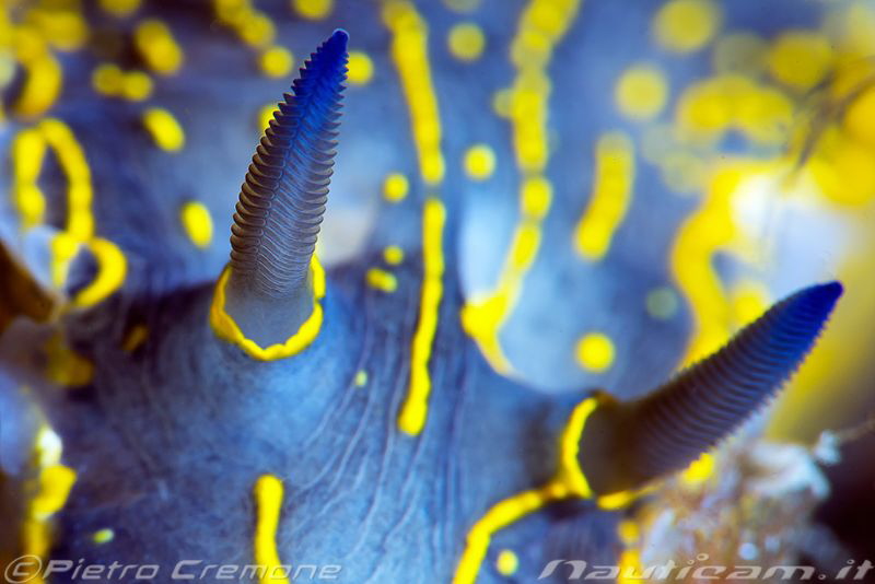 Nudi portrait by Pietro Cremone 
