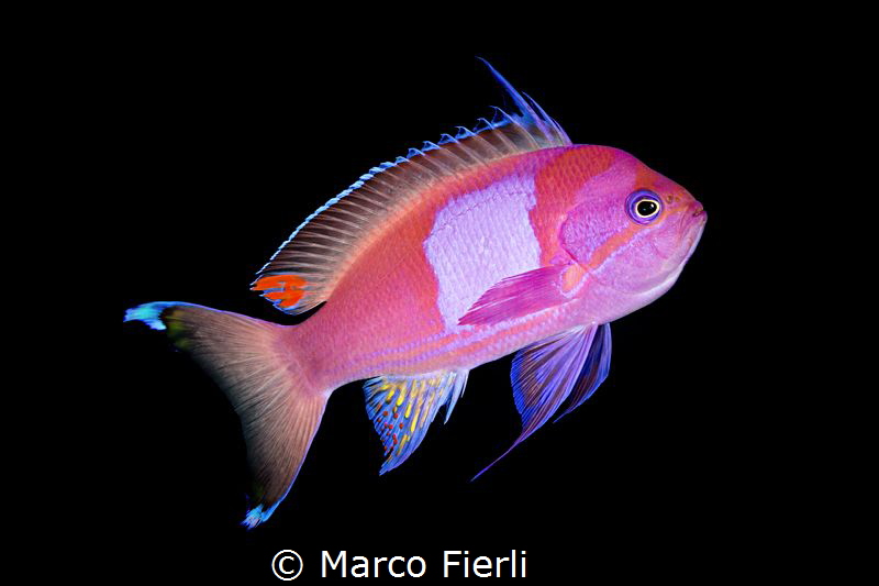 Square Spot Anthias
 by Marco Fierli 